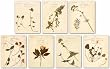 Botanical Set by Anonymous 11"x14" Art Print Poster