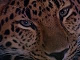 An Amur Leopard at the Minnesota Zoological Garden Photographic Poster Print by Michael Nichols, 48x64