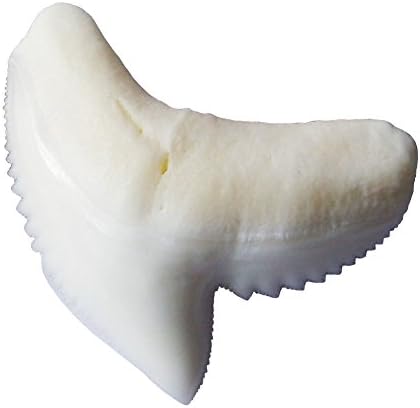 Gelivya Natural Shark Tooth Pendant