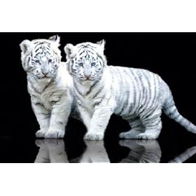 White Tiger Cubs - Maxi Poster - 61 cm x 91.5 cm