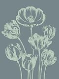 IMAGE OF Professionally Plaqued Tulip 7 Botanical Series ArtPoster - 18x24 with RichAndFramous Black WoodMounting