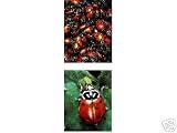 1800 Live Ladybugs