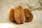 Large 6 Organic Coir Fiber Vegetable General Purpose Cleaning Brush (Pack of 3)