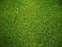 Coated Bermuda Grass Seed- 25# Bulk Pounds