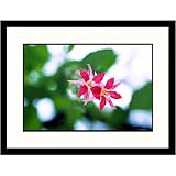 Great American Picture IS809023 Fuscia Framed Photograph