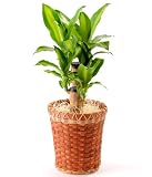 【送料無料】幸福の木6号バスケット入【インテリアグリーン】【観葉植物】【誕生日】【お祝い】