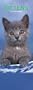 Kittens 2008 Slimline Calendar (German, French, Spanish and English Edition)