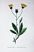 Botany Plants C1902 Naked Headed Hawkweed Hieracium