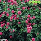 【メール便配送】　国華園　花たね　大量たね　クローバー赤花　1袋(100g)