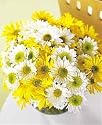 Daisy Flower Bowl, Deluxe