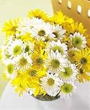 Daisy Flower Bowl