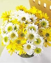 Daisy Flower Bowl, Deluxe