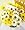 Daisy Flower Bowl, Premium