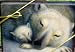 Leaning Tree Christmas Boxed Cards Polar Bears