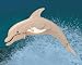 Puzzled Bottle Nose Dolphin Lr 3D Natural Wood Puzzle