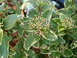 Review Longacres  / Viburnum tinus Variegatum 3L