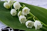 Lily of the Valley Incense - 20 Sticks  ** PRICE INCLUDES DELIVERY **