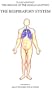 The Respiratory System (Organs of the Human Anatomy) (Systems of Human Anatomy)