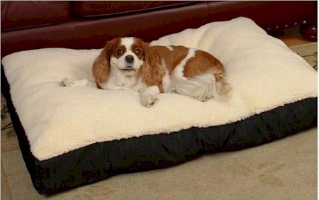 over the top dog beds