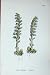 Sowerby Plants C1902 Toothwort Lathraea Squamaria