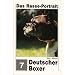 Deutscher Boxer