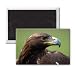 Christine the golden eagle at the Kielder.. - 3x2 inch Fridge Magnet - large magnetic button - Magnet