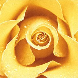 Eurographics CAP1022 Cassandra Power, Yellow Rose 30 x 30 cm, Hochwertiger Kunstdruck Preisvergleich