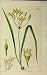 1837 Hand Coloured Flower Curtis Fitch Swan Plate 3588