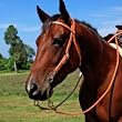 Tory Harness Leather Snap End Browband Headstall