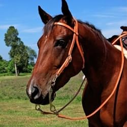 Tory Harness Leather Snap End Browband Headstall