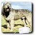 Dogs Irish Wolfhound - Irish Wolfhound - Mouse Pads