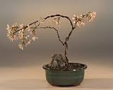 Bonsai Boy's Japanese Flowering Cherry Bonsai Tree<br><i>(prunus serrulata)</i>