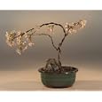 Bonsai Boy's Japanese Flowering Cherry Bonsai Tree<br><i>(prunus serrulata)</i>