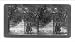 Historic Print (L): Live oaks, fringed with Spanish Moss, Old Goose Creek Plantation, Charleston, S.C.