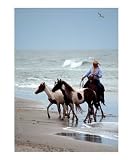 Seaside Roundup Photographic Poster Print by Dee Marvin Emeigh, 20x24