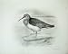 1910 The Dunlin Tringa Alpina Male Bird Plate