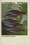 Cardinal Tetras