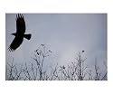 The Flight of the Crow Animals Photographic Poster Print by Carmen Mandel-Cesareo, 24x20
