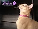 Lila Paws Cat Collar - Blue