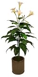 Review i-koncepts Ltd  / 5ft Lily - White - Artificial Flower