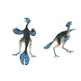 Carnegie Collection- Caudipteryx