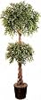 6' Double Ball Ruscus Topiary Tree