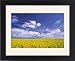 Framed Prints of Arable farming - field of yellow oil-seed rape flowers beneath bright blue from Ardea Wildlife Pets