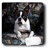 Dogs Boston Terrier - Boston Terrier Philippe - Mouse Pads