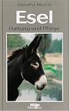 Dorothy Morris - Esel. Haltung und Pflege.