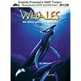 Whales - An Unforgettable Journey