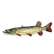 Mr. Pike - Northern Pike Folk Art Fish