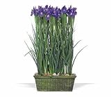 Teleflora's Iris Garden