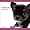 Chihuahua 2009 Calendar (Artlist Collection the Dog)