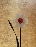 White Daffodil, Art Poster by Helen Buttfield
